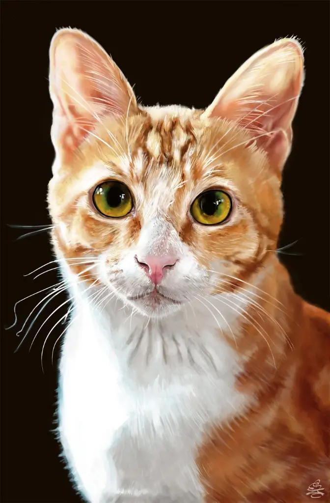 tallcat.webp