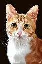 tallcat.webp